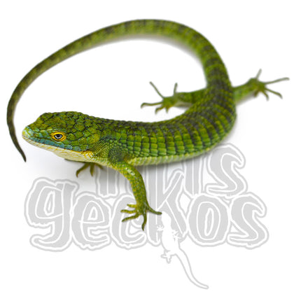 Other Lizards