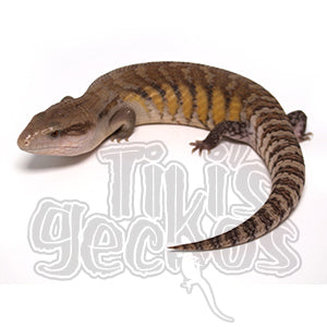 Blue Tongue Skinks