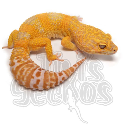 Leopard Geckos