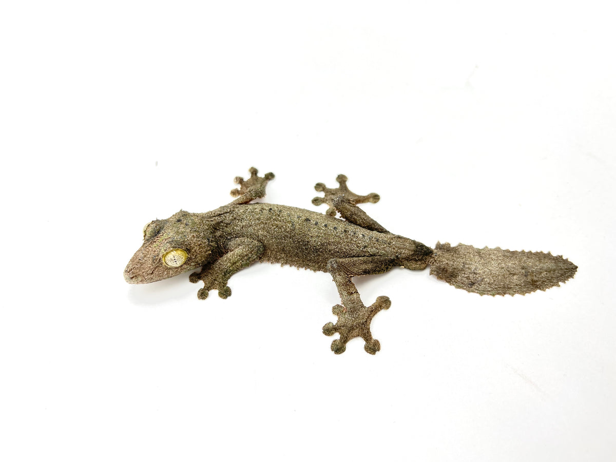 【美品】OZWRT Agave Leaf Tailed Gecko 17cm 美品】OZWRT Agave Leaf Tailed Gecko - メルカリ