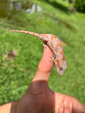Orange Banded Super Blotched Gargoyle Gecko