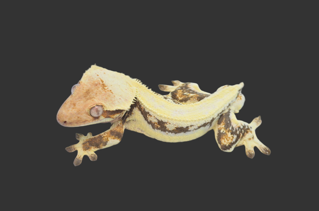 peace lily crested gecko Lilly White Pinstripe Crested Gecko (Emily Burke line) – TikisGeckos