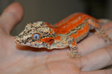 Orange Striped Gargoyle Gecko