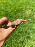 Orange Banded Super Blotched Gargoyle Gecko