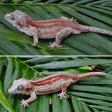 Orange Striped Gargoyle Gecko