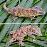 Orange Banded Super Blotched Gargoyle Gecko