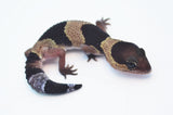 African Fat Tail Gecko