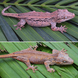 Pink Pastel Striped Gargoyle Gecko (Pink Floyd offspring)
