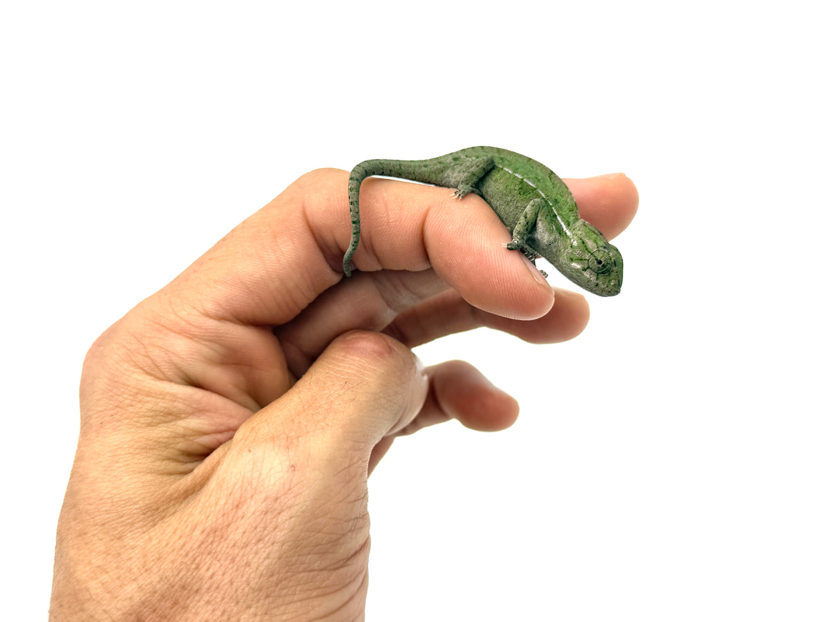 Carpet Chameleons for sale – TikisGeckos