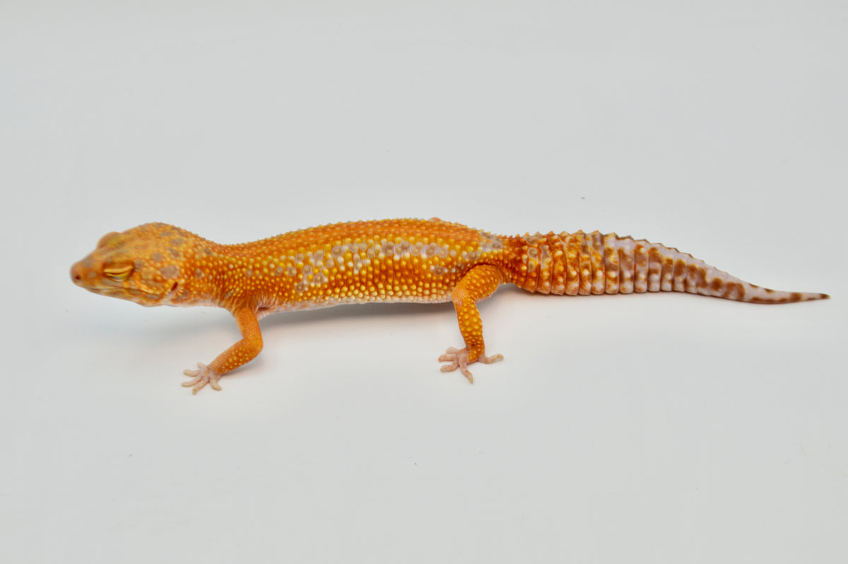 Red Diamond line Tangerine Tremper Leopard Gecko (PET ONLY