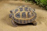 Russian Tortoise