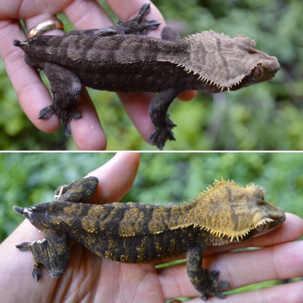 Dark Phantom Crested Gecko – TikisGeckos