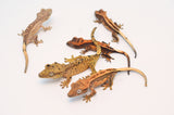 Wholesale Baby Crested Geckos