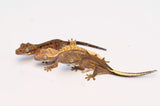 Wholesale Baby Crested Geckos