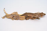 Wholesale Baby Crested Geckos