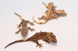 Wholesale Baby Crested Geckos