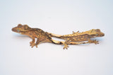 Wholesale Baby Crested Geckos