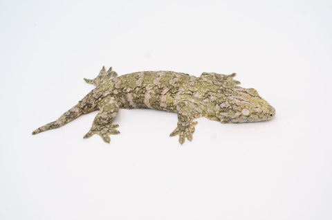 High Pattern Giant Gecko (HOLDBACK)