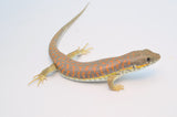 Schneider's Skink