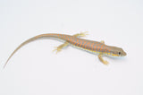 Schneider's Skink