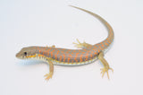 Schneider's Skink
