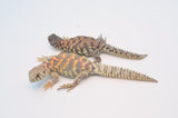 Adult Female Ornate Uromastyx