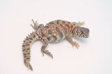 Adult Female Ornate Uromastyx