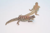 Adult Female Ornate Uromastyx
