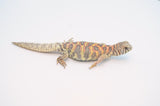 Adult Female Ornate Uromastyx