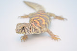 Adult Female Ornate Uromastyx