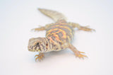 Adult Female Ornate Uromastyx