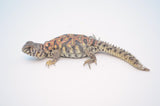 Adult Female Ornate Uromastyx