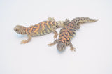 Adult Female Ornate Uromastyx