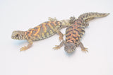 Adult Female Ornate Uromastyx