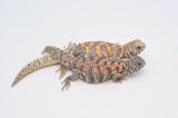 Adult Female Ornate Uromastyx