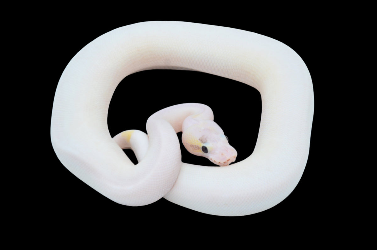 Pastel Enchi Ivory het Pied Ball Python for sale – TikisGeckos