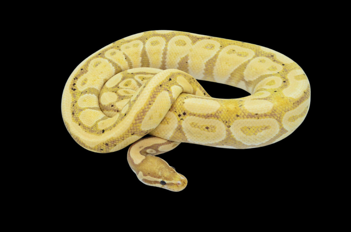 Banane python best sale