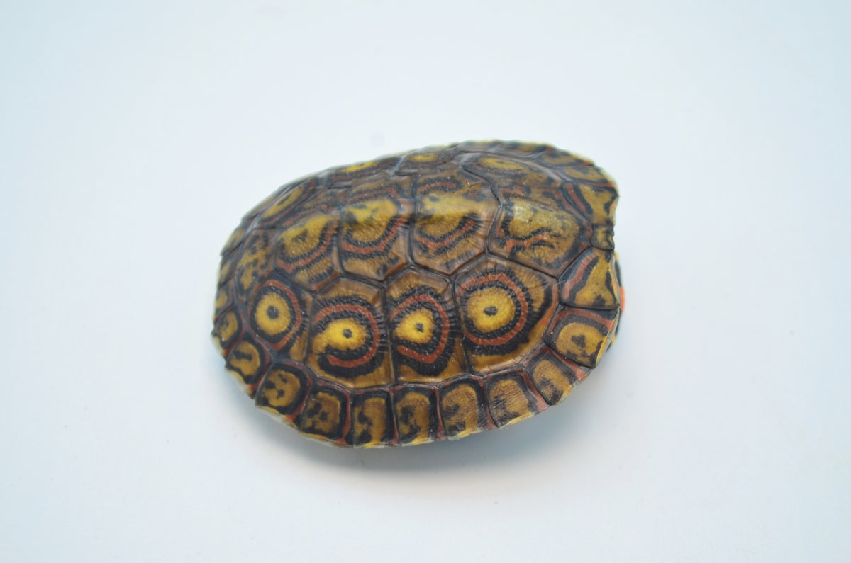 DSC_0635_1200x1200.jpg?v=