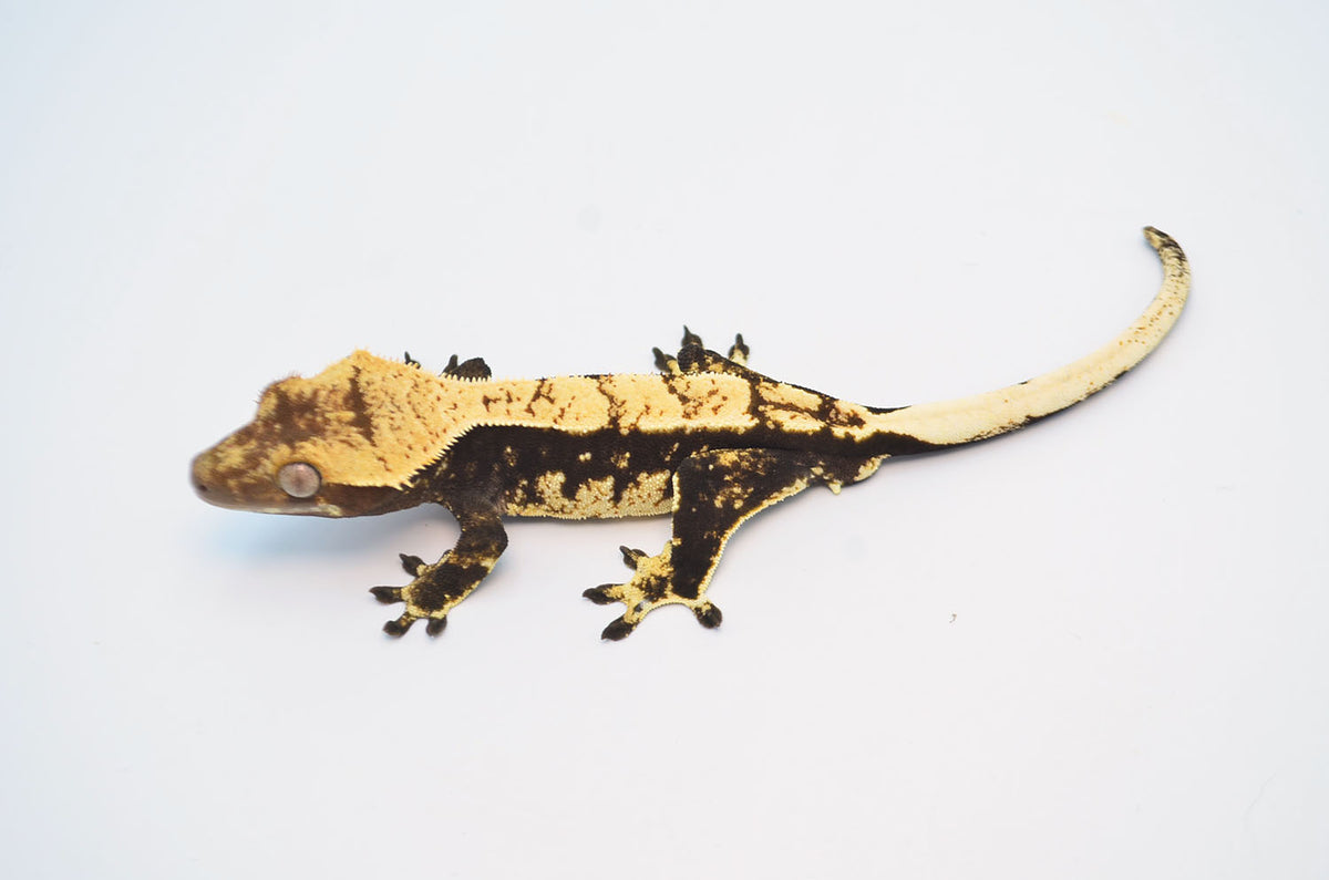 Blonde Harlequin Crested Gecko – Tikisgeckos