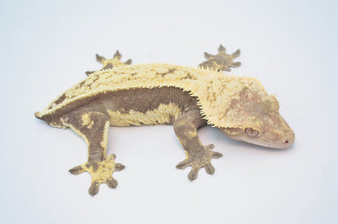 Cream Quadstripe Crested Gecko