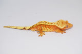 "Tang" Salmon Tangerine Pinstripe Crested Gecko