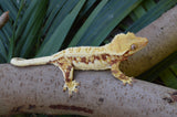 Mystery Crypto x Blood Orchid Crested Gecko Group Baby