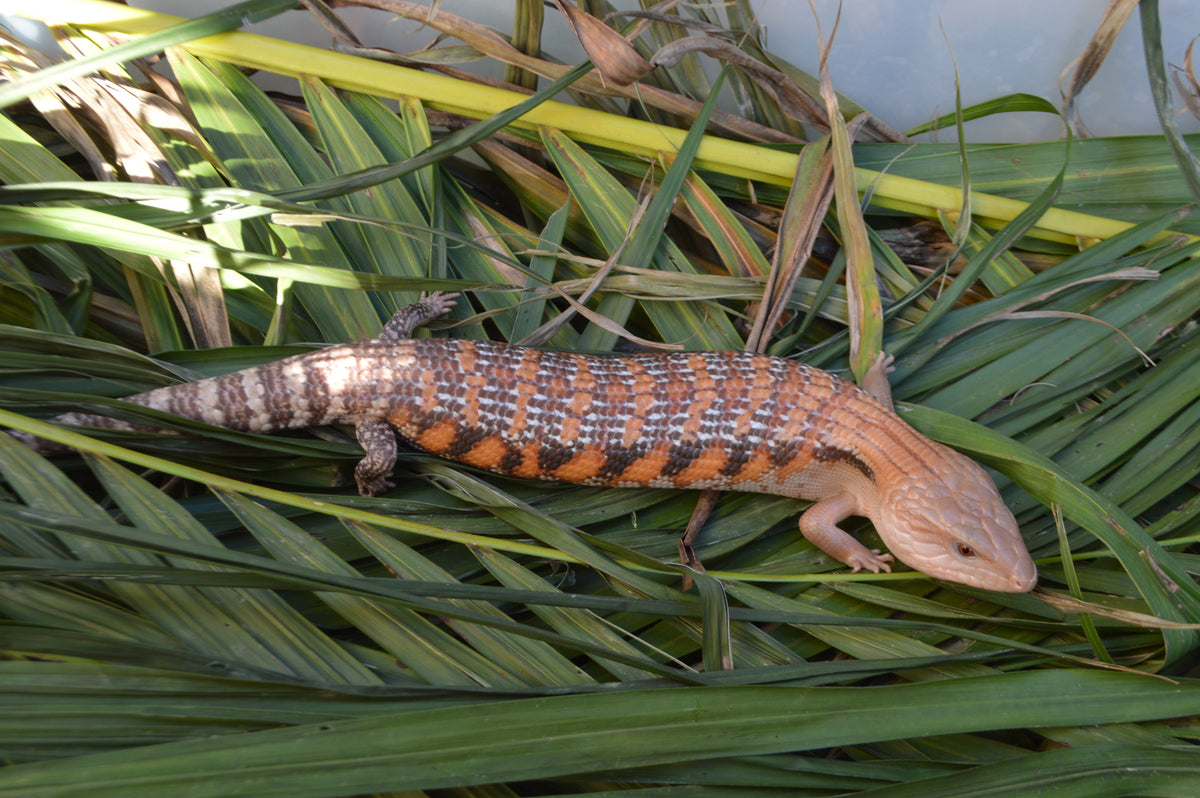 Red Line Northern Blue Tongue Skink – TikisGeckos