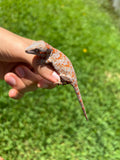 Orange Banded Super Blotched Gargoyle Gecko