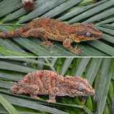 Orange Banded Super Blotched Gargoyle Gecko