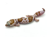 Whiteout Snow African Fat Tail Gecko (50% pos het Zulu)
