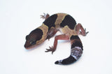 African Fat Tail Gecko