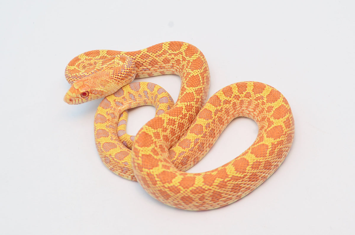 Albino Bull Snake for Sale – TikisGeckos