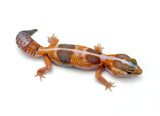 Whiteout Tangerine Amelanistic African Fat Tail Gecko