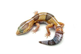 Whiteout Amelanistic African Fat Tail Gecko